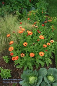 Calendula 'Antares Flashback'