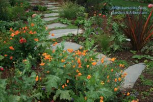 Eschscholzia californica - California poppies