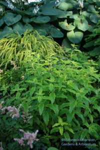 Caryopteris x clandonensis 'Summer Sorbet'