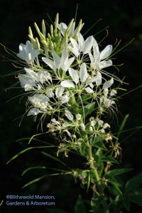 Cleome - Spider flower