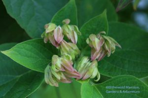 Clerodendrum trichotomum - Harlequin glory bower buds