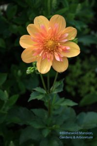 Dahlia 'Pale Tiger' 