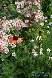 Echinacea 'Sundown' with Rosa 'Ballerina' and Kalimeris