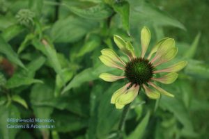 Echinacea 'Green Envy'