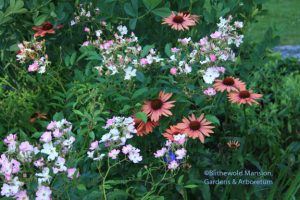 Echinacea 'Sundown' and Rosa 'Ballerina'