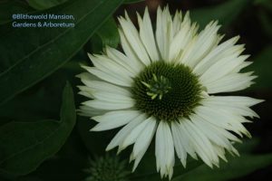 Echinacea purpurea 'virgin'