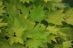 Acer shirasawanum 'Aureum' Full moon Japanese maple