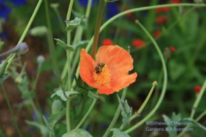 honeybee working the Glaucium grandiflorum