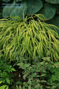 Hakonechloa macra 'Aureola' and Hypericum x moserianum 'Tricolor'