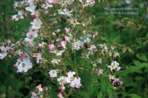 Infestation on Rosa 'Ballerina'