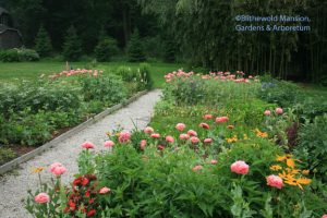 Papaver somniferum a.k.a P. paeoniflorum a.k.a Peony flowering poppy