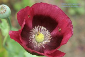 hover flies in a purple poppy