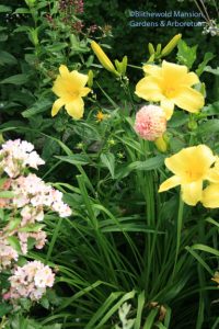 Rudbeckia in the North Garden