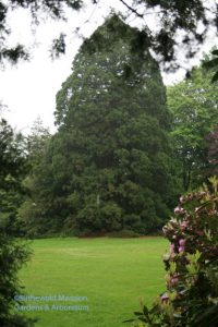 our largest Giant Sequoia (Sequoiadendron giganteum)