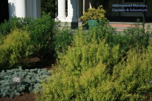 Spirea thunbergii 'Ogon'