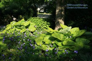 Hosta 'Sum and Substance' and Geranium 'Rozanne'