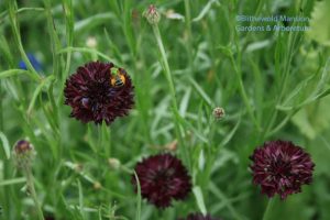 sweat bee on a bachelor's button