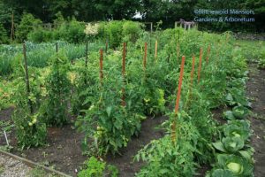 3 rows to watch in the vegetable bed - and cabbage consolation.