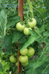 Rainy day tomatoes