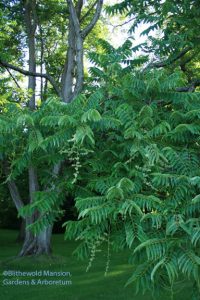 Toona sinensis (Cedrela sinensis) Chinese toon tree in bloom