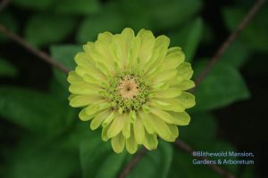 Zinnia 'Queen Red Lime'