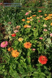 Zinnias - cactus mix