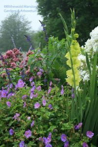 Gladiolus 'Green Star', Phlox 'Natural Feelings', Geranium 'Rozanne'