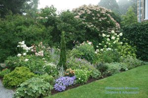 a North Garden bed with the Harlequin glory bower in the background