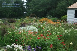 The Cutting Garden from above - August