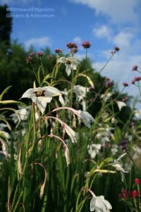 Gladiolus murielae (a.k.a. Acidanthera, G. callianthus)