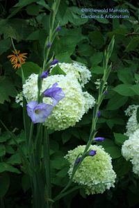 Gladiolus 'Blues' and Hydrangea 'Limelight'