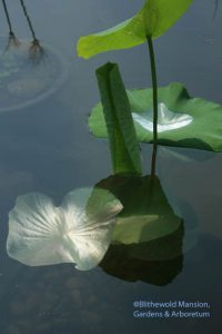 The lotus finally submerged.