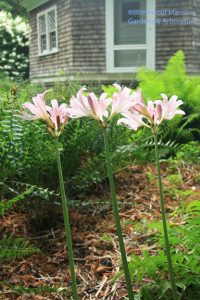 Lycoris squamigera - resurrection lily 