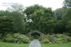 The Rose Garden back in bloom