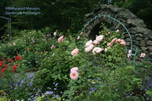 The Rose Garden back in full bloom