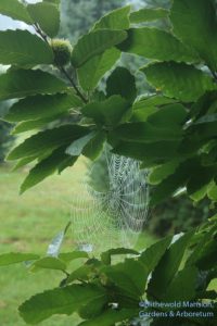 Castanea mollissima - Chinese chestnut 