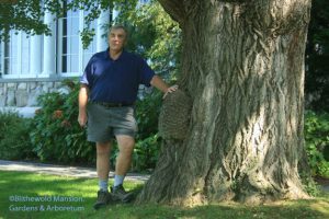 Michael A. Dirr PhD photo op with Blithewold's noble (alas, female) Gingko biloba.