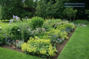 a North Garden corner - campanula and baptisia duke it out for best in the backrow