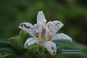 Tricyrtis hirta - Toad lily