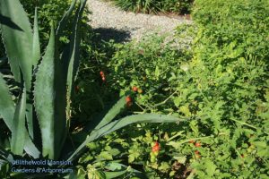 The agave tomato guard