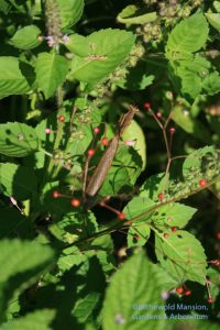 Praying mantis waiting for dinner in the Blue Spice basil (and talinum)