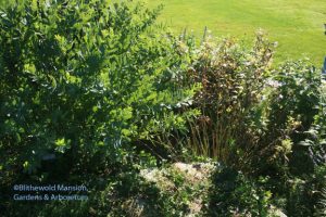 Baptisia v. Campanula - there's no comparison