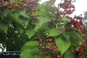 Clerodendrum trichotomum - Harlequin glory bower