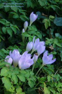 Colchicum autumnale - Autumn crocus