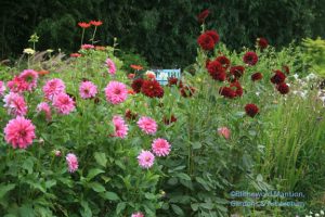 Cutting Garden dahlias - Arabian Knight on the right and ?? pink on the left...