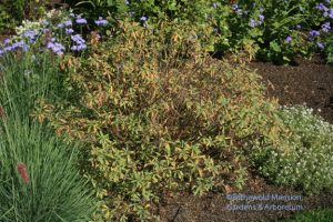 Dying Daphne x burkwoodii 'Carol Mackie' in the Rose Garden