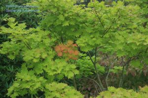 Acer shirasawanum 'Aureum' - Full moon Japanse maple