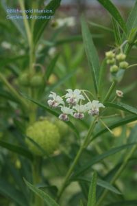 Gomphocarpus physocarpa