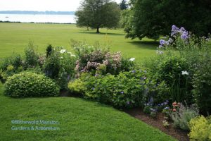 Campanula lactiflora (upper right) in the North Garden horseshoe in late June