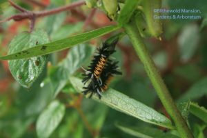 milkweed tussock moth caterpillars